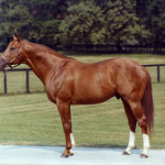 Secretariat_at_stud